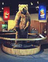 8 ft. 9 in. brown bear in University of Alaska Museum